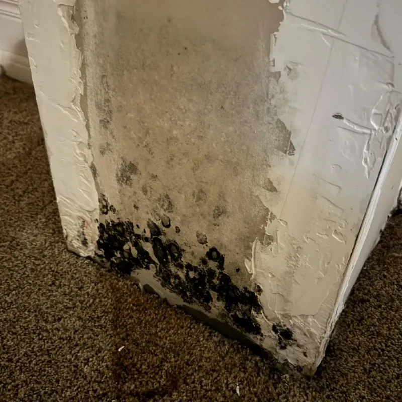 Professional Mold Removal in Bergen, NY